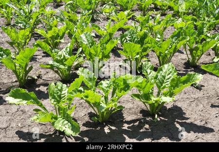 Au printemps, la betterave à sucre pousse sur le champ de l'agriculteur Banque D'Images