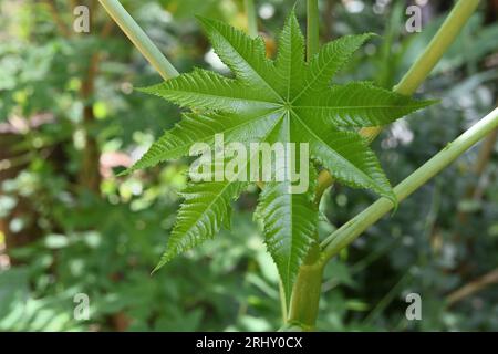 Vue d'une feuille nouvellement croissante d'une plante vénéneuse d'huile de ricin (Ricinus communis) Banque D'Images