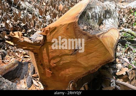 Vue rapprochée d'une section d'un grand tronc d'arbre Jack qui a été coupée. Le grand tronc est posé au sol Banque D'Images