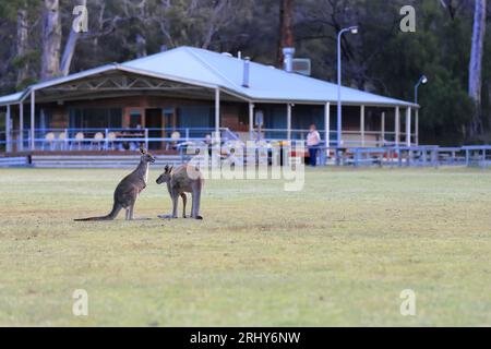 862 deux kangourous gris de l'est -Macropus giganteus- sur le jardin communautaire-réserve récréative de Halls Gap. Victoria-Australie. Banque D'Images