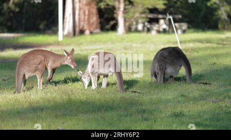 865 kangourous gris de l'est -Macropus giganteus- pâturage dans la prairie à côté du jardin communautaire de Halls Gap-Réserve récréative. Victoria-Australie. Banque D'Images