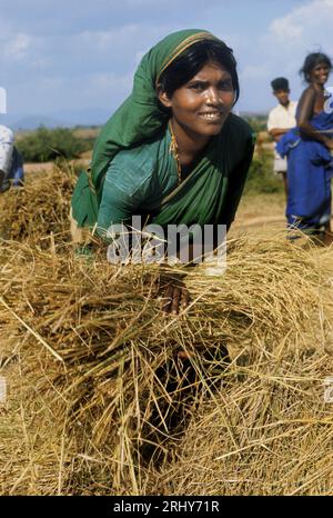 Jeune femme souriante récoltant du riz au Tamil Nadu (anciennement État de Madras), en Inde. Banque D'Images