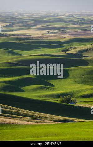 Vue aérienne des collines ondulantes en fin d'après-midi un jour de juin. Steptoe Butte State Park, Washington, États-Unis. Banque D'Images