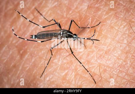 Paris, France. 19 août 2023. Un moustique tigre ( Aedes albopictus) ( moustique Tigre ) vu mordre sur la peau humaine à Paris, France le 20 août 2023. Ce moustique invasif apporte des maladies tropicales comme la dengue, le Zika ou le Chikungunya. Photo de Christophe Geyres/ABACAPRESS.COM crédit : Abaca Press/Alamy Live News Banque D'Images