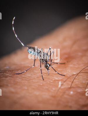 Paris, France. 18 août 2023. Un moustique tigre ( Aedes albopictus) ( moustique Tigre ) vu mordre sur la peau humaine à Paris, France le 20 août 2023. Ce moustique invasif apporte des maladies tropicales comme la dengue, le Zika ou le Chikungunya. Photo de Christophe Geyres/ABACAPRESS.COM crédit : Abaca Press/Alamy Live News Banque D'Images