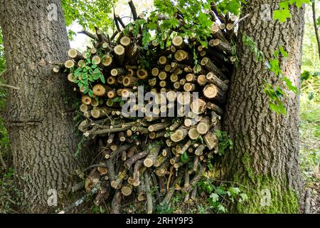 Des bûches de bois fraîchement coupées soigneusement empilées entre deux grands arbres dans une forêt d'été. Bûches fines dans une rangée. Concept de coupe de bois de chauffage Banque D'Images