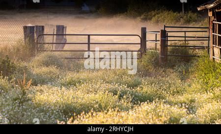 La camomille tapisse le terrain devant la porte de clôture un matin d'été brumeux à l'extérieur d'Everett Washington USA Banque D'Images