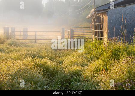 La camomille tapisse le terrain devant la porte de clôture un matin d'été brumeux à l'extérieur d'Everett Washington USA Banque D'Images