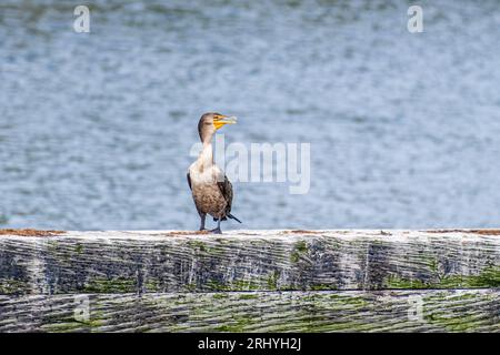 Cormoran à double crête juvénile, Nannopterum auritum, perché sur une vieille jetée au Cap-Breton, en Nouvelle-Écosse. Banque D'Images