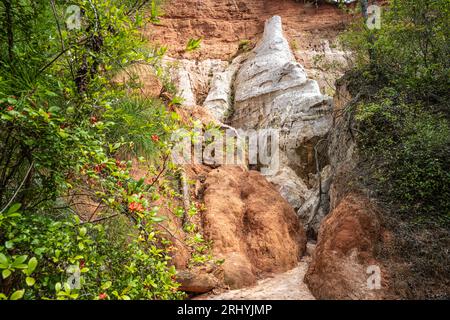 Sentier au fond du canyon à Providence Canyon, également connu sous le nom de Little Grand Canyon, à Lumpkin, en Géorgie. (ÉTATS-UNIS) Banque D'Images