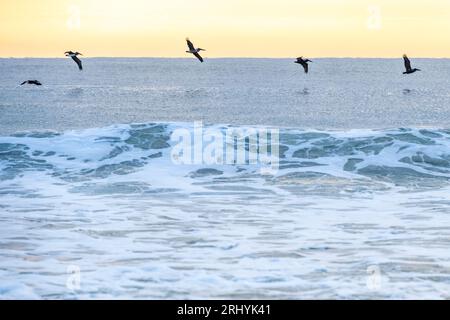 Les pélicans bruns (Pelecanus occidentalis) volent en une seule file au-dessus des vagues au lever du soleil à Ponte Vedra Bech, en Floride. (ÉTATS-UNIS) Banque D'Images