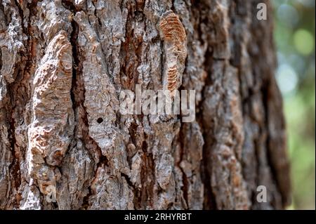 Trou dans le conifère écorce laissé par un coléoptère du pin de montagne. Banque D'Images