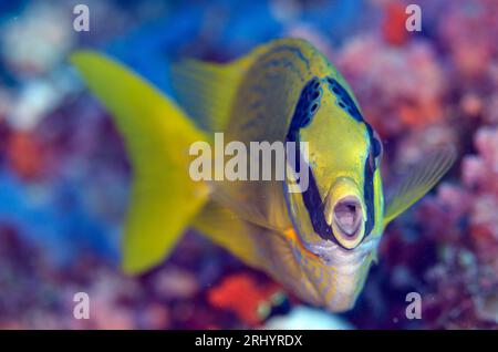 Rabitfish masqué, Siganus puellus, site de plongée Romeo, île Wayil, Misool, Raja Ampat, Papouasie occidentale, Indonésie Banque D'Images