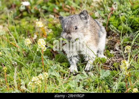 Pika à col (Rock Cony) cueillette de plantes, Alaska Banque D'Images