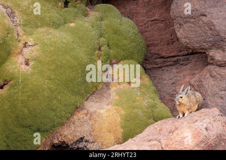 Viscacha du sud reposant sur des rochers à côté d'une usine de Yareta dans l'Altiplano Bolivie Banque D'Images