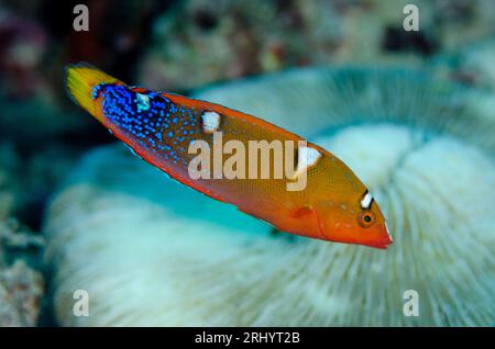 Juvenile Yellowtail Coris, Coris gaimard, site de plongée de gâteau de mariage, Wayil Island, Misool, Raja Ampat, Papouasie occidentale, Indonésie Banque D'Images