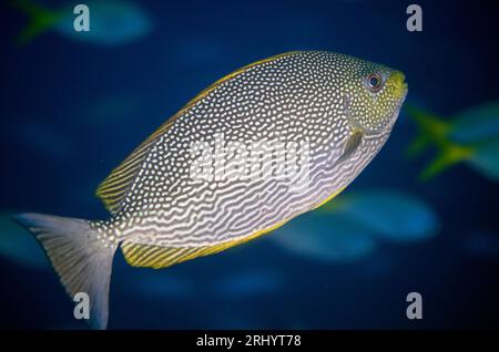 Java Rabbitfish, Siganus javus, site de plongée Farondii Island, Misool, Raja Ampat, Papouasie occidentale, Indonésie Banque D'Images