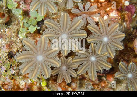 Star polyps, Clavularia sp, site de plongée White Arrow, Waigeo Island, Aljui Bay, Raja Ampat, Papouasie occidentale, Indonésie Banque D'Images