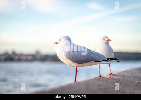 samsung Galaxy A52, opéra de sydney, mouette Banque D'Images