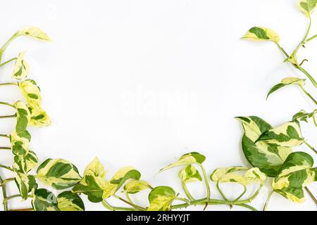 Plante d'intérieur 'Epipremnum aureum n'Joy' pothos avec espace blanc pour le texte Banque D'Images