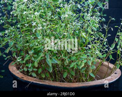 Plante en pot de fleurs blanches et de feuilles vertes, Euphorbia Diamond Frost Banque D'Images