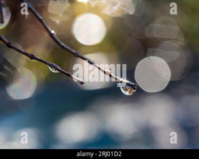 Bokeh lumière du soleil flou fond pour la goutte d'eau brillante sur l'extrémité d'une brindille dans le jardin Banque D'Images