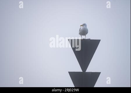 Hambourg, Allemagne. 20 août 2023. Une mouette se trouve sur un panneau dans un brouillard dense au-dessus de la rivière Elbe. Crédit : Jonas Walzberg/dpa/Alamy Live News Banque D'Images