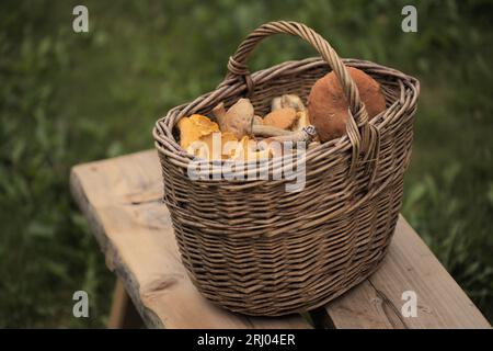 Recherche de nourriture en Finlande - vannetplein de champignons de saison d'été, y compris la chanterelle dorée Banque D'Images