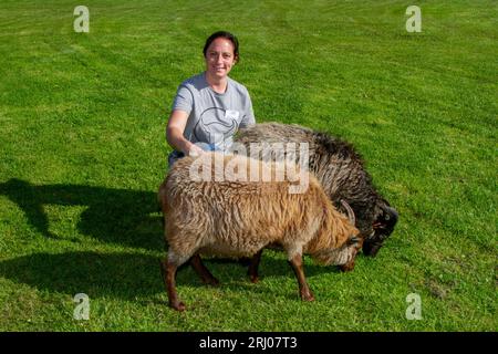 Milly Johnson avec rare Breed Survival Trust, moutons mangeant des algues exposées au Southport Flower Show. 2023. Ces animaux existent sur un régime qui est encore à 80% d'algues. L’une des algues préférées des moutons à manger s’appelle Dulse. Banque D'Images