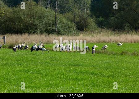 Cigognes blanches à Großen-Linden, Hessia, Allemagne Banque D'Images