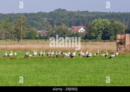 Cigognes blanches à Großen-Linden, Hessia, Allemagne Banque D'Images