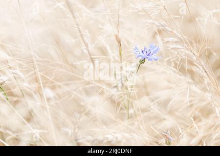 Fleur de bleuet bleu solitaire dans le champ d'été Banque D'Images