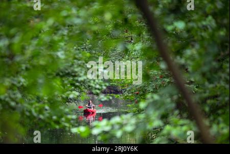 Burg, Allemagne. 20 août 2023. Un homme fait du kayak sur une rivière (voie navigable) dans le Spreewald. Crédit : Patrick Pleul/dpa/Alamy Live News Banque D'Images