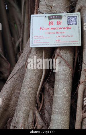 Gros plan de Ficus macrocarpa (Banyan chinois) étiqueté, King George V Memorial Park, Sai Ying Pun, Hong Kong Island, Hong Kong, Chine 20 août 2023 Banque D'Images