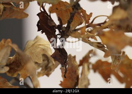 Mante fantôme sur branches de feuilles de frêne Phyllocrania paradoxa Banque D'Images
