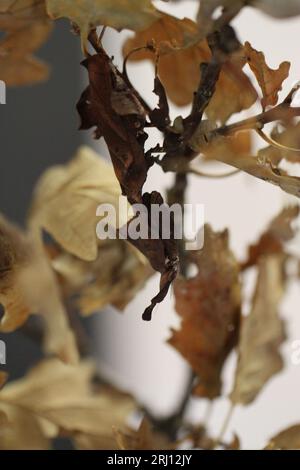 Mante fantôme sur branches de feuilles de frêne Phyllocrania paradoxa Banque D'Images