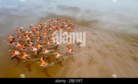 Celestun, Yucatan, États-Unis. 18 octobre 2022. Mexique. Réserve de biosphère de Celestun. Le troupeau de flamants roses américains (Phoenicopterus ruber, également connu sous le nom de flamant rose des Caraïbes) se nourrissant en eau peu profonde (image de crédit : © Walter G Arce SR Grindstone Medi/ASP) À USAGE ÉDITORIAL SEULEMENT! Non destiné à UN USAGE commercial ! Banque D'Images