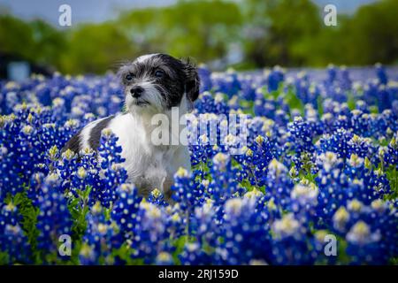 Spicewood, Texas, États-Unis. 28 mars 2023. Un bel animal de compagnie profite d'un champ de fleurs Bluebonnet un jour de printemps (crédit image : © Walter G Arce SR Grindstone Medi/ASP) USAGE ÉDITORIAL SEULEMENT! Non destiné à UN USAGE commercial ! Banque D'Images