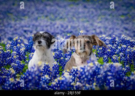 Spicewood, Texas, États-Unis. 28 mars 2023. Un bel animal de compagnie profite d'un champ de fleurs Bluebonnet un jour de printemps (crédit image : © Walter G Arce SR Grindstone Medi/ASP) USAGE ÉDITORIAL SEULEMENT! Non destiné à UN USAGE commercial ! Banque D'Images