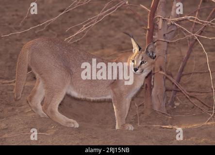 Le caracal est un chat sauvage de taille moyenne originaire d'Afrique, du Moyen-Orient, d'Asie centrale et des zones arides du Pakistan et du nord-ouest de l'Inde. Banque D'Images