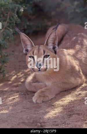 Le caracal est un chat sauvage de taille moyenne originaire d'Afrique, du Moyen-Orient, d'Asie centrale et des zones arides du Pakistan et du nord-ouest de l'Inde. Banque D'Images