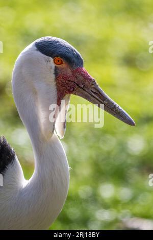 Grue wattled - Grus carunculata, portrait d'une grande grue colorée provenant des zones humides et des prairies africaines, Afrique du Sud. Banque D'Images