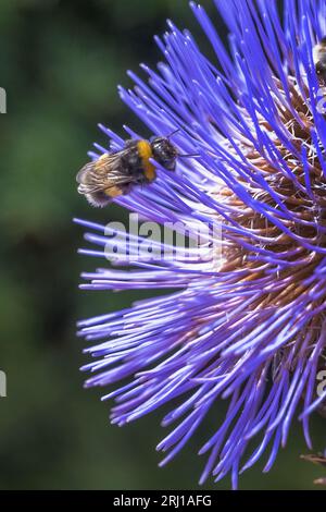 Abeille extrayant le pollen d'une fleur de chardon par une chaude journée d'été en août Banque D'Images