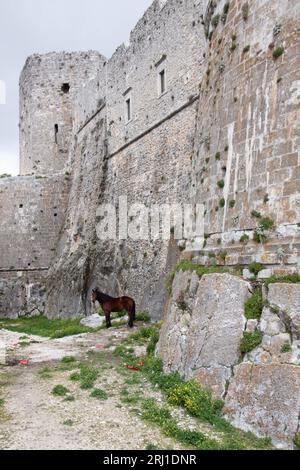 Cheval près d'une forteresse tiré pendant la journée Banque D'Images