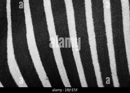 Hartmann's Zebra Calgary Zoo Alberta Banque D'Images