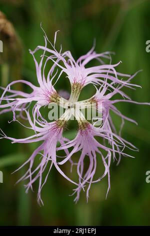Gros plan sur la fragile et parfumée frangée Pink Dianthus superba dans une prairie dans les Alpes, Autriche Banque D'Images