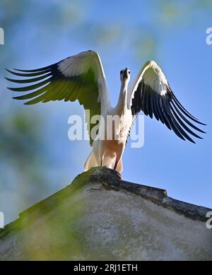 Trest, République tchèque. 20 août 2023. Jeune cigogne blanche sur le toit d’une maison familiale à Trest, région de Jihlava, République tchèque, 20 août 2023. Crédit : Lubos Pavlicek/CTK photo/Alamy Live News Banque D'Images