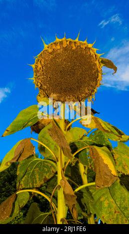 De grands tournesols pendent leurs têtes massives dans la chaleur de l'été. Les disques encadrés jaunes incrustés de graines de tournesol contrastent avec le ciel bleu vif et les nuages blancs. Photo de haute qualité Banque D'Images