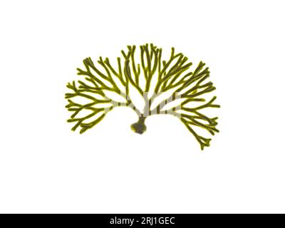 Codium tomentosum ou algue spongeweed isolée sur blanc. Algues de corne de velours. Banque D'Images