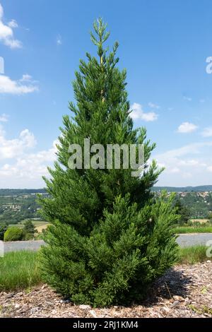 Sequoiadendron giganteum Philip Curtis Banque D'Images
